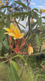 Frangipani in Perfume: The Flower Behind Forbidden Bloom - Mabelle O'Rama
